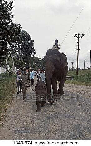 Elephant and its calf walking on a road with a group of people behind them at a traditional Elephant Day celebration, Indira Gandhi National Park, Coimbatore, Tamil Nadu, India View Large Photo Image Picture - Elephant and its calf walking on a road with a group of people behind them at a traditional Elephant Day celebration, Indira Gandhi National Park, Coimbatore, Tamil Nadu, India. Fotosearch