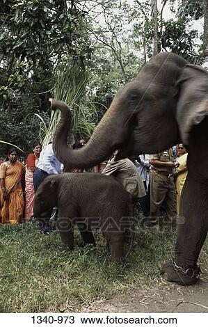 Elephants at a traditional Elephant Day celebration, Indira Gandhi National Park, Coimbatore, Tamil Nadu, India View Large Photo Image Stock Image - Elephants at a traditional Elephant Day celebration, Indira Gandhi National Park, Coimbatore, Tamil Nadu, India. Fotosearch