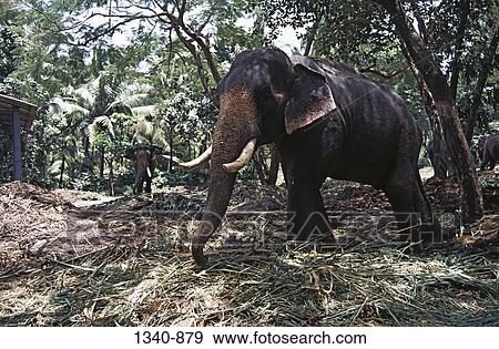 Elephants in a forest, Kerala, India View Large Photo Image Stock Photo - Elephants in a forest, Kerala, India. Fotosearch