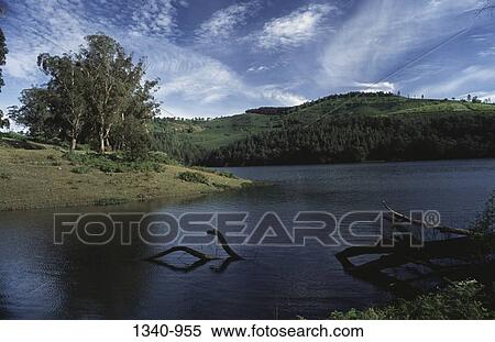 Fallen tree near a lake, Glen Morgan lake, Nilgiris, Tamil Nadu, India View Large Photo Image Stock Photography - Fallen tree near a lake, Glen Morgan lake, Nilgiris, Tamil Nadu, India. Fotosearch