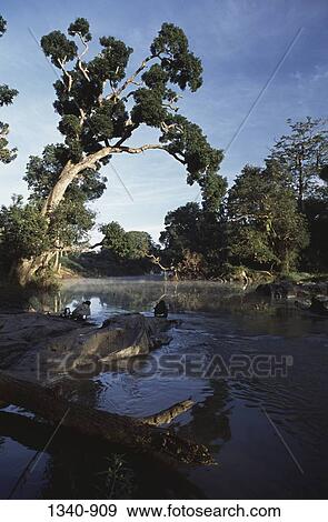 Fallen tree near a river, Moyar River, Teppakadu, Mudumalai National Park, Tamil Nadu, India View Large Photo Image Stock Photo - Fallen tree near a river, Moyar River, Teppakadu, Mudumalai National Park, Tamil Nadu, India. Fotosearch