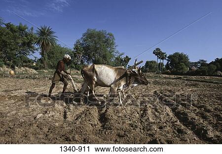 Farmer ploughing a field with oxen, Tamil Nadu, India View Large Photo Image Stock Image - Farmer ploughing a field with oxen, Tamil Nadu, India. Fotosearch