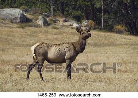 Stock Photo - Female elk (Cervus elaphus) standing in a field, Rocky Mountain National Park, Colorado, USA. Fotosearch