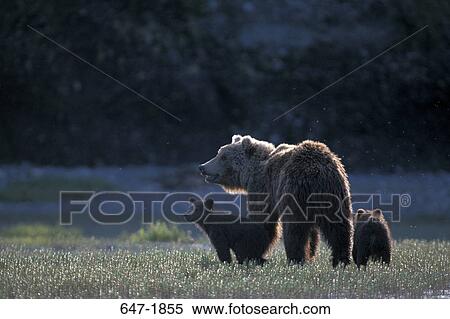 Female Grizzly bear (Ursus arctos horribilis) walking with its two cubs in a field, Alaska, USA View Large Photo Image Stock Photography - Female Grizzly bear (Ursus arctos horribilis) walking with its two cubs in a field, Alaska, USA. Fotosearch