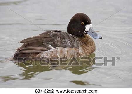 Female Lesser scaup (Aythya affinis) swimming in water View Large Photo Image Stock Image - Female Lesser scaup (Aythya affinis) swimming in water. Fotosearch