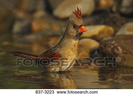 Stock Image - Female Northern cardinal (Cardinalis cardinalis) bathing in a pond. Fotosearch