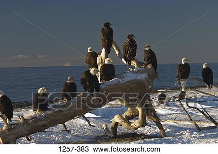 Flock of Bald eagles (Haliaeetus leucocephalus) perching on a driftwood, Homer, Alaska, USA View Large Photo Image Stock Image - Flock of Bald eagles (Haliaeetus leucocephalus) perching on a driftwood, Homer, Alaska, USA. Fotosearch