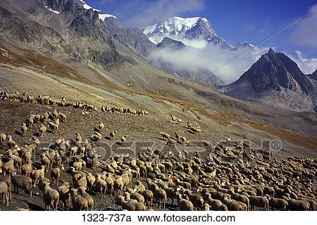 Stock Image - Flock of sheep grazing on the mountainside, Mt Blanc, France-Italy Border. Fotosearch