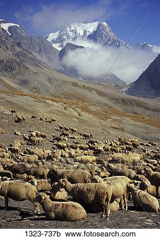 Flock of sheep grazing on the mountainside, Mt Blanc, France-Italy Border View Large Photo Image Stock Image - Flock of sheep grazing on the mountainside, Mt Blanc, France-Italy Border. Fotosearch