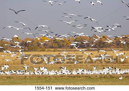 Stock Image - Flock of Snow geese (Chen caerulescens) flying, Bosque del Apache National Wildlife Refuge, New Mexico, USA. Fotosearch