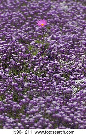 Flowers in a field, Marion County, Oregon, USA View Large Photo Image Stock Image - Flowers in a field, Marion County, Oregon, USA. Fotosearch