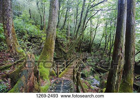 Footbridge in a forest, Yakusugi Forest, Yakushima Island, Kagoshima Prefecture, Japan View Large Photo Image Stock Image - Footbridge in a forest, Yakusugi Forest, Yakushima Island, Kagoshima Prefecture, Japan. Fotosearch