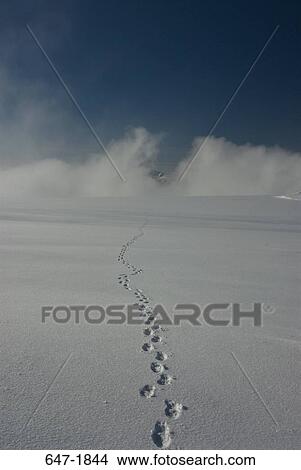 Footprints on a snow covered landscape, Denali National Park, Alaska, USA View Large Photo Image Picture - Footprints on a snow covered landscape, Denali National Park, Alaska, USA. Fotosearch
