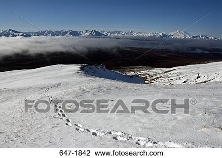 Footprints on a snow covered landscape, Denali National Park, Alaska, USA View Large Photo Image Stock Image - Footprints on a snow covered landscape, Denali National Park, Alaska, USA. Fotosearch