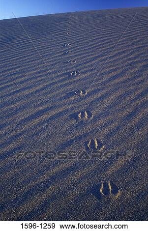 Footprints on sand, Bruneau Dunes State Park, Idaho, USA View Large Photo Image Stock Photo - Footprints on sand, Bruneau Dunes State Park, Idaho, USA. Fotosearch