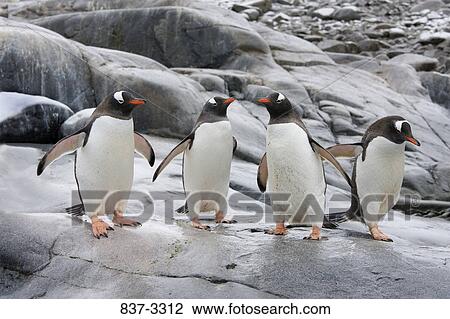 Four Gentoo penguins (Pygoscelis papua) standing on a rock, Antarctica View Large Photo Image Stock Image - Four Gentoo penguins (Pygoscelis papua) standing on a rock, Antarctica. Fotosearch