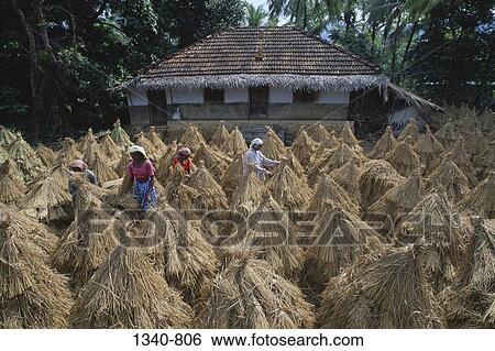 Four people drying harvested rice crop, Kerala, India View Large Photo Image Stock Photograph - Four people drying harvested rice crop, Kerala, India. Fotosearch