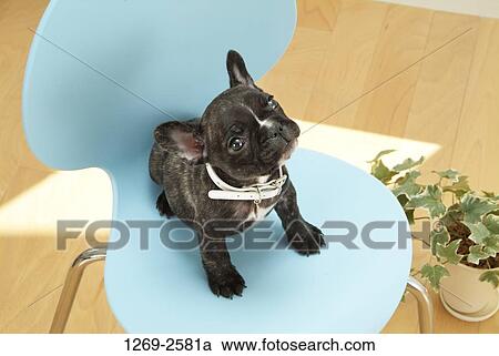 French Bulldog puppy sitting on a chair View Large Photo Image Stock Image - French Bulldog puppy sitting on a chair. Fotosearch
