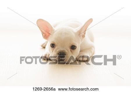 French Bulldog puppy sitting on the floor View Large Photo Image Stock Image - French Bulldog puppy sitting on the floor. Fotosearch