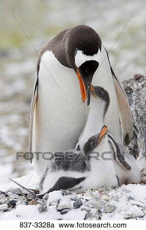 Gentoo penguin (Pygoscelis papua) feeding its young one, Antarctica View Large Photo Image Stock Image - Gentoo penguin (Pygoscelis papua) feeding its young one, Antarctica. Fotosearch