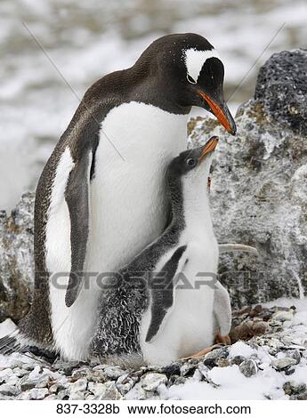 Gentoo penguin (Pygoscelis papua) feeding its young one, Antarctica View Large Photo Image Stock Image - Gentoo penguin (Pygoscelis papua) feeding its young one, Antarctica. Fotosearch
