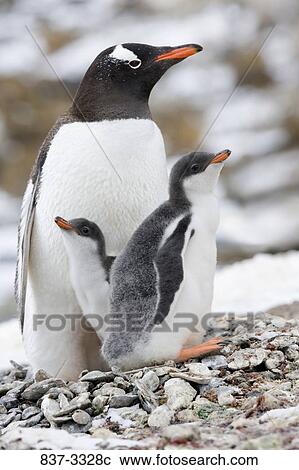 Gentoo penguin (Pygoscelis papua) with its young ones, Antarctica View Large Photo Image Stock Image - Gentoo penguin (Pygoscelis papua) with its young ones, Antarctica. Fotosearch