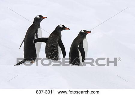 Gentoo penguins (Pygoscelis papua) walking on snow, Antarctica View Large Photo Image Stock Image - Gentoo penguins (Pygoscelis papua) walking on snow, Antarctica. Fotosearch