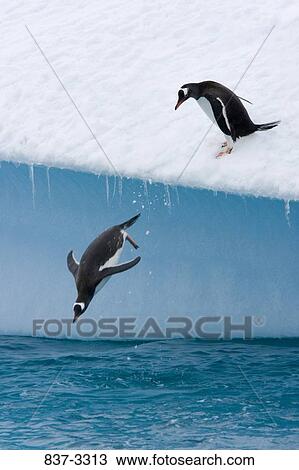 Gentoo penguins (Pygoscelis papua) jumping off an iceberg View Large Photo Image Stock Image - Gentoo penguins (Pygoscelis papua) jumping off an iceberg. Fotosearch