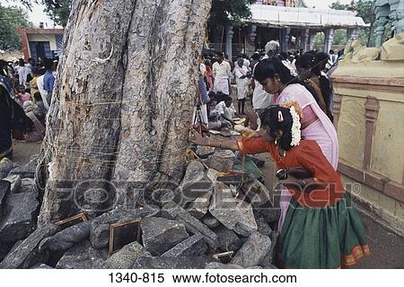 Girl and a mid adult woman worshipping a pipal tree, Adiperukku, Srirangam, Tamil Nadu, India View Large Photo Image Stock Photography - Girl and a mid adult woman worshipping a pipal tree, Adiperukku, Srirangam, Tamil Nadu, India. Fotosearch