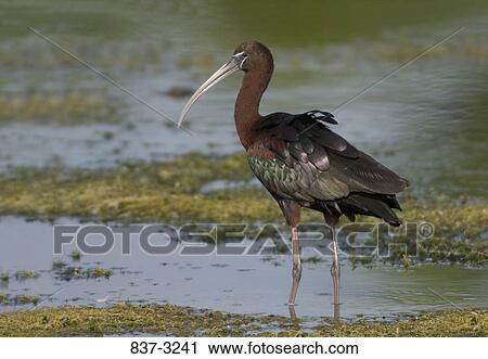 Stock Image - Glossy ibis (Plegadis falcinellus) in a pond. Fotosearch