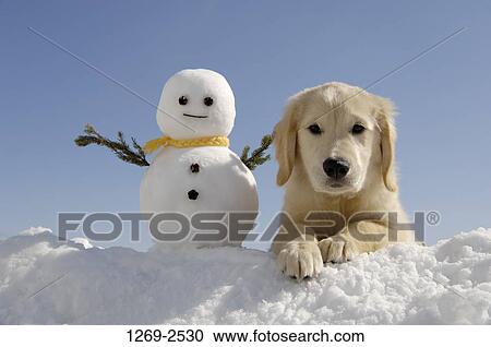 Golden Retriever puppy with a snowman in snow View Large Photo Image Stock Image - Golden Retriever puppy with a snowman in snow. Fotosearch