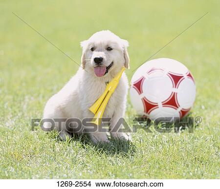 puppy soccer ball