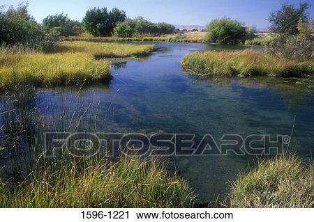Stock Image - Grass near a stream, Silver Creek, Silver Creek Preserve, Idaho, USA. Fotosearch