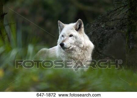 Gray wolf (Canis lupus) in a forest View Large Photo Image Stock Image - Gray wolf (Canis lupus) in a forest. Fotosearch