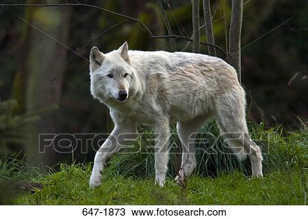Gray wolf (Canis lupus) in a forest View Large Photo Image Stock Image - Gray wolf (Canis lupus) in a forest. Fotosearch