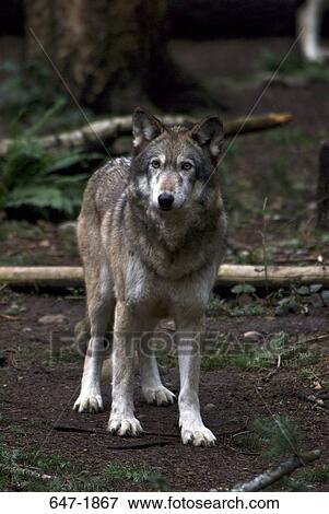 Gray wolf (Canis lupus) in a forest View Large Photo Image Stock Photo - Gray wolf (Canis lupus) in a forest. Fotosearch