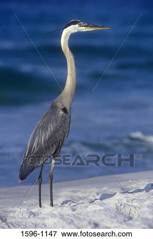 Stock Photo - Great Blue Heron (Ardea herodias) in sand, Gulf Islands National Seashore, Florida, USA. Fotosearch