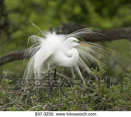 Great egret (Ardea alba) spreading its feathers View Large Photo Image Stock Photography - Great egret (Ardea alba) spreading its feathers. Fotosearch
