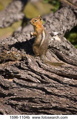 Stock Image - Ground squirrel on a branch of a tree, Wenatchee National Forest, Goat Rocks Wilderness Area, Washington State, USA. Fotosearch