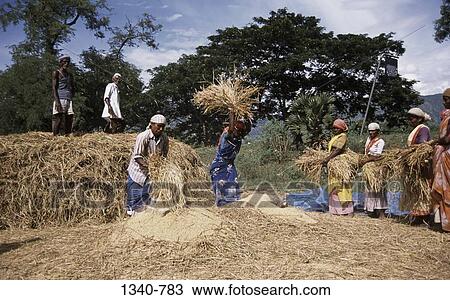 Group of people threshing rice crop in a field, Tamil Nadu, India View Large Photo Image Stock Image - Group of people threshing rice crop in a field, Tamil Nadu, India. Fotosearch