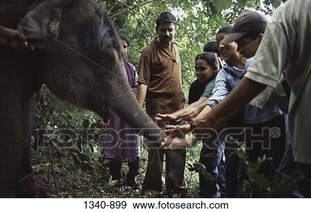 Group of people touching an elephant at a traditional Elephant Day celebration, Indira Gandhi National Park, Coimbatore, Tamil Nadu, India View Large Photo Image Stock Photo - Group of people touching an elephant at a traditional Elephant Day celebration, Indira Gandhi National Park, Coimbatore, Tamil Nadu, India. Fotosearch