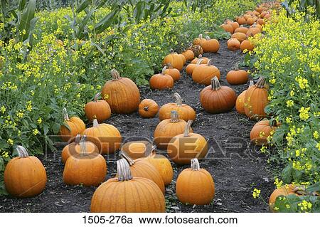 Harvested pumpkins in a field View Large Photo Image Stock Image - Harvested pumpkins in a field. Fotosearch