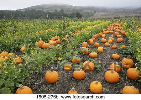 Harvested pumpkins in a field View Large Photo Image Stock Image - Harvested pumpkins in a field. Fotosearch