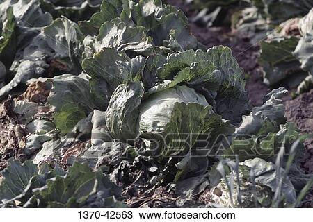 Head lettuce growing in a field, Salinas, California, USA View Large Photo Image Stock Image - Head lettuce growing in a field, Salinas, California, USA. Fotosearch