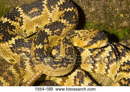 Stock Photo - High angle view of a Black-Tailed rattlesnake (Crotalus molossus) hissing, Arizona, USA. Fotosearch