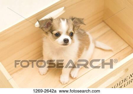 High angle view of a Chihuahua puppy in a crate View Large Photo Image Stock Image - High angle view of a Chihuahua puppy in a crate. Fotosearch