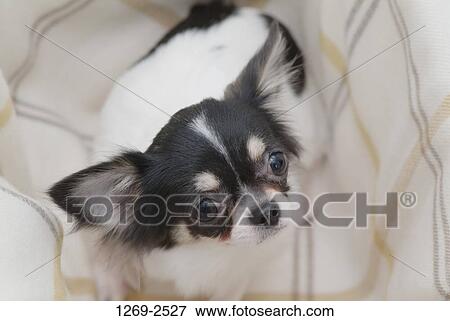 High angle view of a Chihuahua puppy View Large Photo Image Stock Photo - High angle view of a Chihuahua puppy. Fotosearch