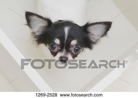 High angle view of a Chihuahua puppy View Large Photo Image Stock Photo - High angle view of a Chihuahua puppy. Fotosearch