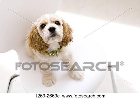 High angle view of a Cocker Spaniel puppy on a chair View Large Photo Image Stock Image - High angle view of a Cocker Spaniel puppy on a chair. Fotosearch