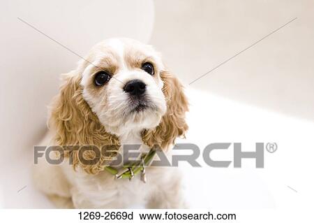 High angle view of a Cocker Spaniel puppy on a chair View Large Photo Image Stock Image - High angle view of a Cocker Spaniel puppy on a chair. Fotosearch
